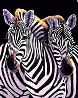 Zebra Diy Paint By Numbers Kits UK AN0158
