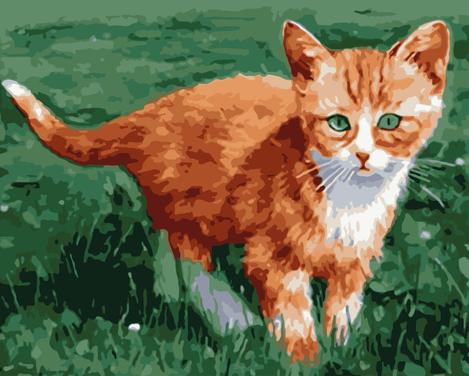 Cat Diy Paint By Numbers Kits UK PE0289