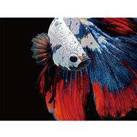 Fish Diy Paint By Numbers Kits UK PE0115