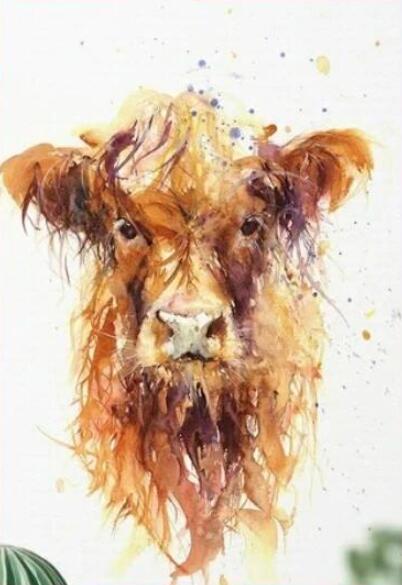Highland Cow Diy Paint By Numbers Kits UK AN0204