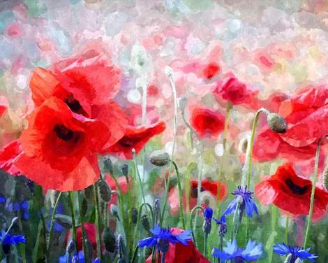 Poppy Flower Diy Paint By Numbers Kits UK PL0114