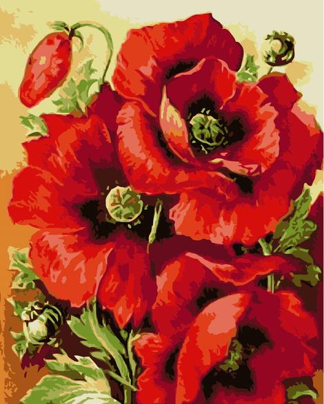 Poppy Flower Diy Paint By Numbers Kits UK PL0115