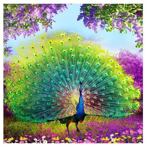 Peacock Diy Paint By Numbers Kits UK AN0128