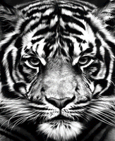 Animal Tiger Diy Paint By Numbers Kits UK AN0012