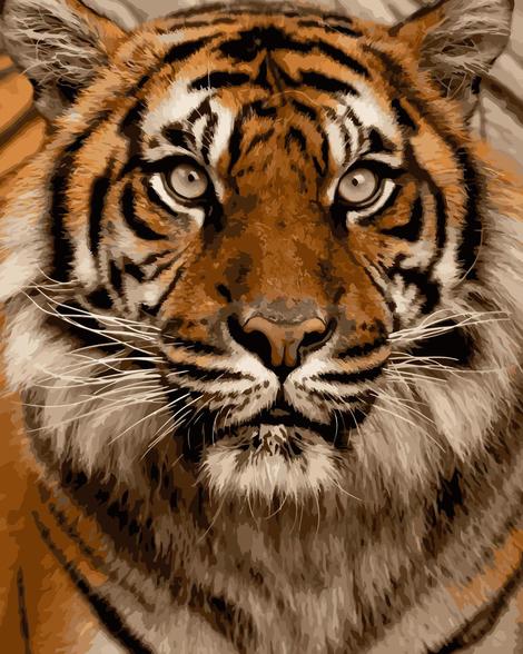 Tiger Diy Paint By Numbers Kits UK AN0014