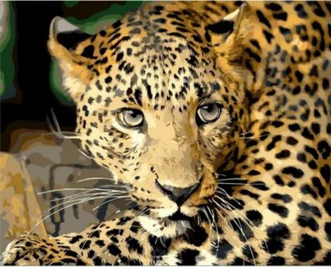 Animal Leopard Diy Paint By Numbers Kits For Adults UK AN0165