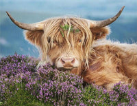 Highland Cow Diy Paint By Numbers Kits UK AN0186