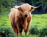 Highland Cow Diy Paint By Numbers Kits UK AN0189
