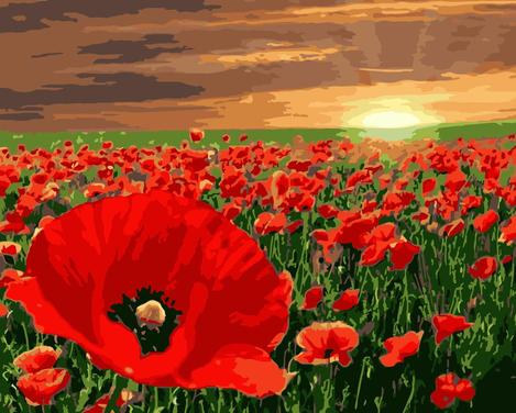Poppy Flower Diy Paint By Numbers Kits UK PL0198