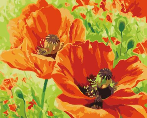 Poppy Flower Diy Paint By Numbers Kits UK PL0229
