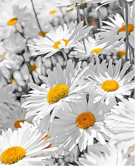 Chrysanthemum Diy Paint By Numbers Kits UK PL0280