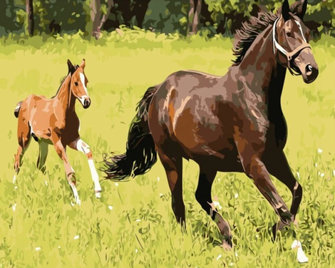 Horse Diy Paint By Numbers Kits UK AN0295