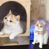Diy Custom Photo Paint By Numbers For Cat, CDP0004