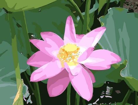 Lotus Diy Paint By Numbers Kits UK,PL0485
