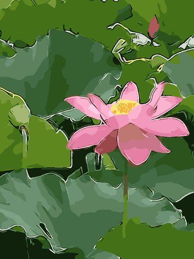 Lotus Diy Paint By Numbers Kits UK PL0487