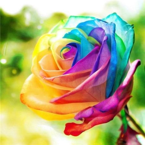 Rose Flowers Diy Paint By Numbers Kits UK PL0543