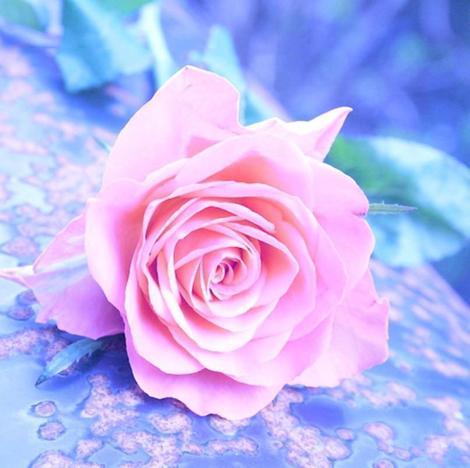 Rose Flowers Diy Paint By Numbers Kits UK PL0545