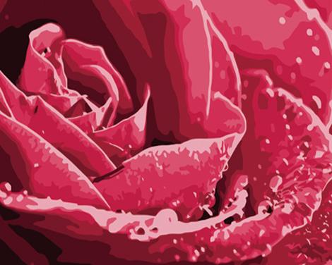 Rose Flowers Diy Paint By Numbers Kits UK PL0549