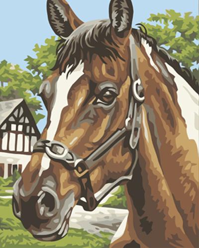 Animal Horse Diy Paint By Numbers Kits UK AN0300