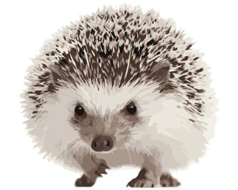 Hedgehog Diy Paint By Numbers Kits UK AN0882