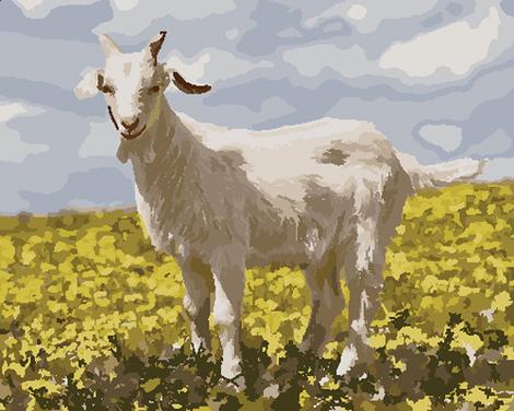 Goat Diy Paint By Numbers Kits UK AN0918