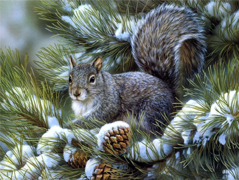 Squirrel Diy Paint by Numbers Kits UK AN0902