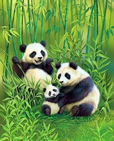 Panda Diy Paint By Numbers Kits UK AN0763