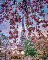 Flower Landscape Eiffel Tower Diy Paint By Numbers Kits LS277
