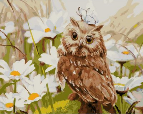 Owl Diy Paint By Numbers Kits UK FA0057