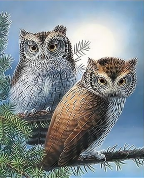 Owl Diy Paint By Numbers Kits UK FA0040
