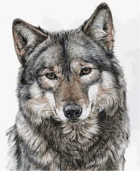 Animal Wolf Diy Paint By Numbers Kits UK AN0539