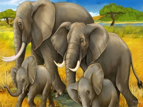 Elephant Diy Paint By Numbers Kits UK AN0236