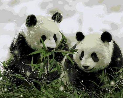 Panda Diy Paint By Numbers Kits UK AN0776