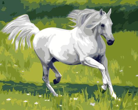 Horse Diy Paint By Numbers Kits UK AN0317