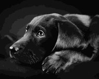 Black Pet Dog Diy Paint By Numbers Kits UK PE0094