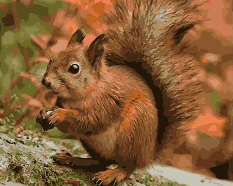 Squirrel Diy Paint By Numbers Kits UK AN0899