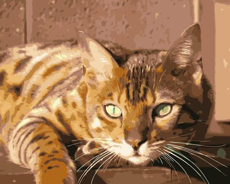 Cat Diy Paint By Numbers Kits UK PE0151