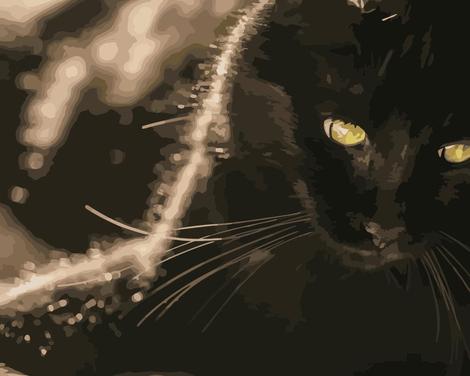 Black Cat Diy Paint By Numbers Kits UK PE0163