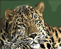 Leopard Diy Paint By Numbers Kits UK AN0841