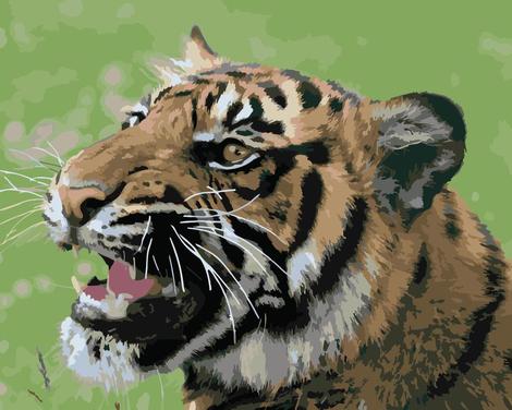 Tiger Diy Paint By Numbers Kits UK AN0377