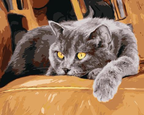 Cat Diy Paint By Numbers Kits UK PE0147