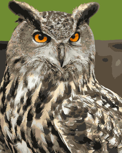 Owl Diy Paint By Numbers Kits Uk WM-218