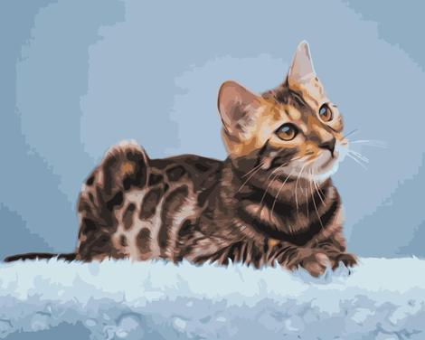 Cat Diy Paint By Numbers Kits UK PE0184