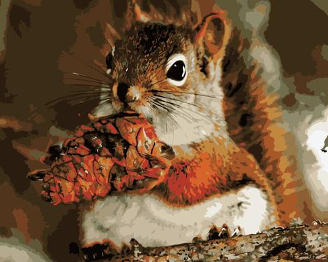 Squirrel Diy Paint By Numbers Kits UK AN0904