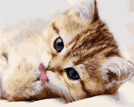 Cat Diy Paint By Numbers Kits UK PE0161