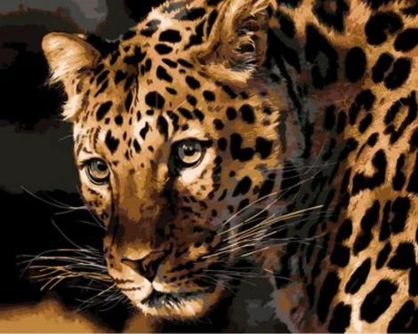 Animal Leopard Diy Paint By Numbers Kits UK AN0821