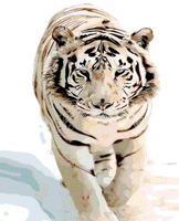 Animal Tiger Diy Paint By Numbers Kits UK AN0365