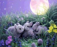 Animal Rabbit Diy Paint By Numbers Kits UK FA0019
