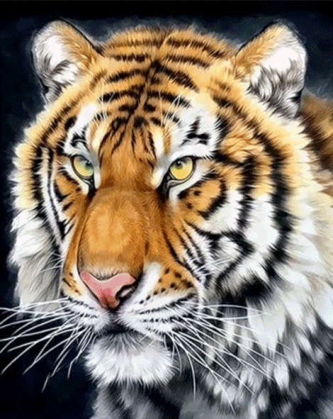 Animal Tiger Diy Paint By Numbers Kits UK AN0356