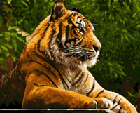 Animal Tiger Diy Paint By Numbers Kits UK AN0394